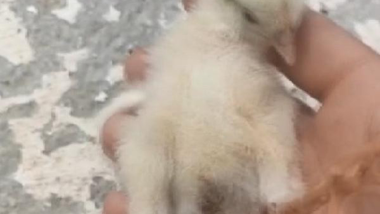 Civciv kalp masajıyla hayata döndü