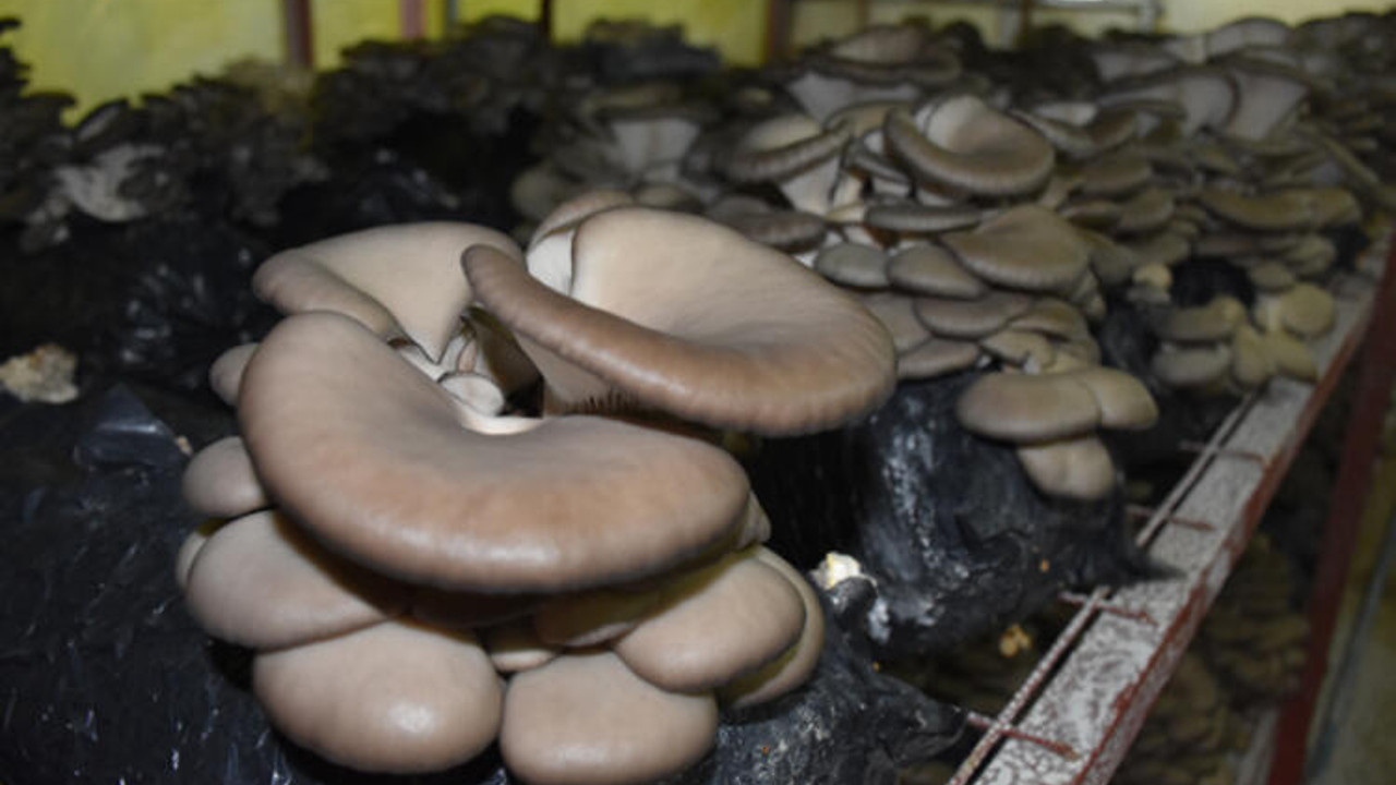 Köylüler yosunların arasından topluyor. Kilosu 2000 liradan satılıyor