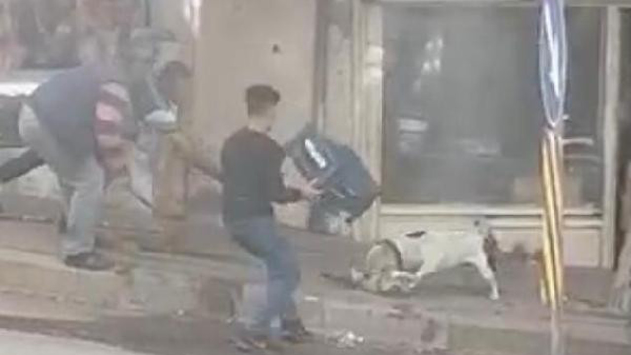 Katil köpek pitbull kediyi parçaladı. Onlarca sopa darbesi bile durduramadı. Kim bu vahşete dur diyecek