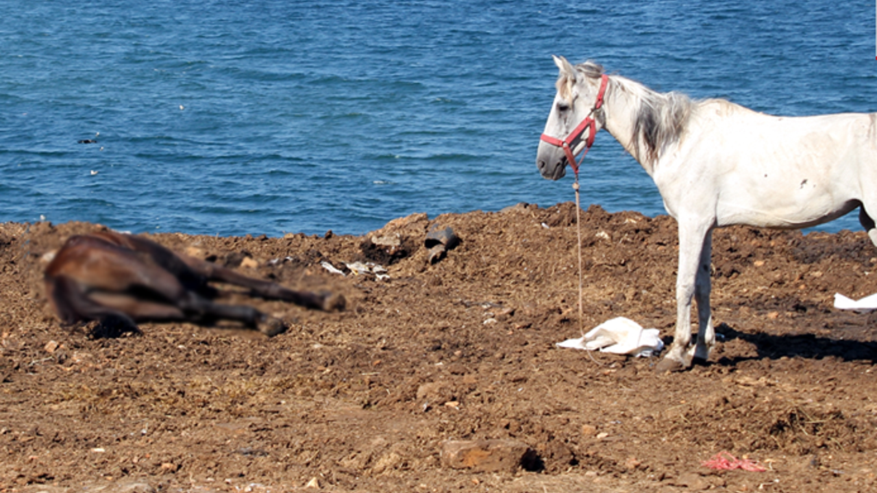 Hatay'da kaybolan atlarla ilgili yeni iddia