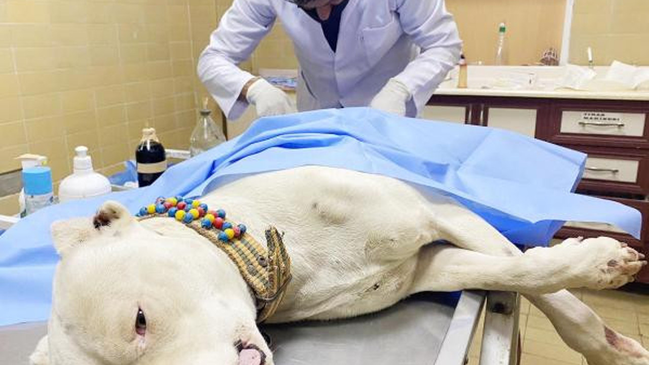 Pitbullu bıçaklayıp sahibini dövdüler. Polis saldırganları arıyor