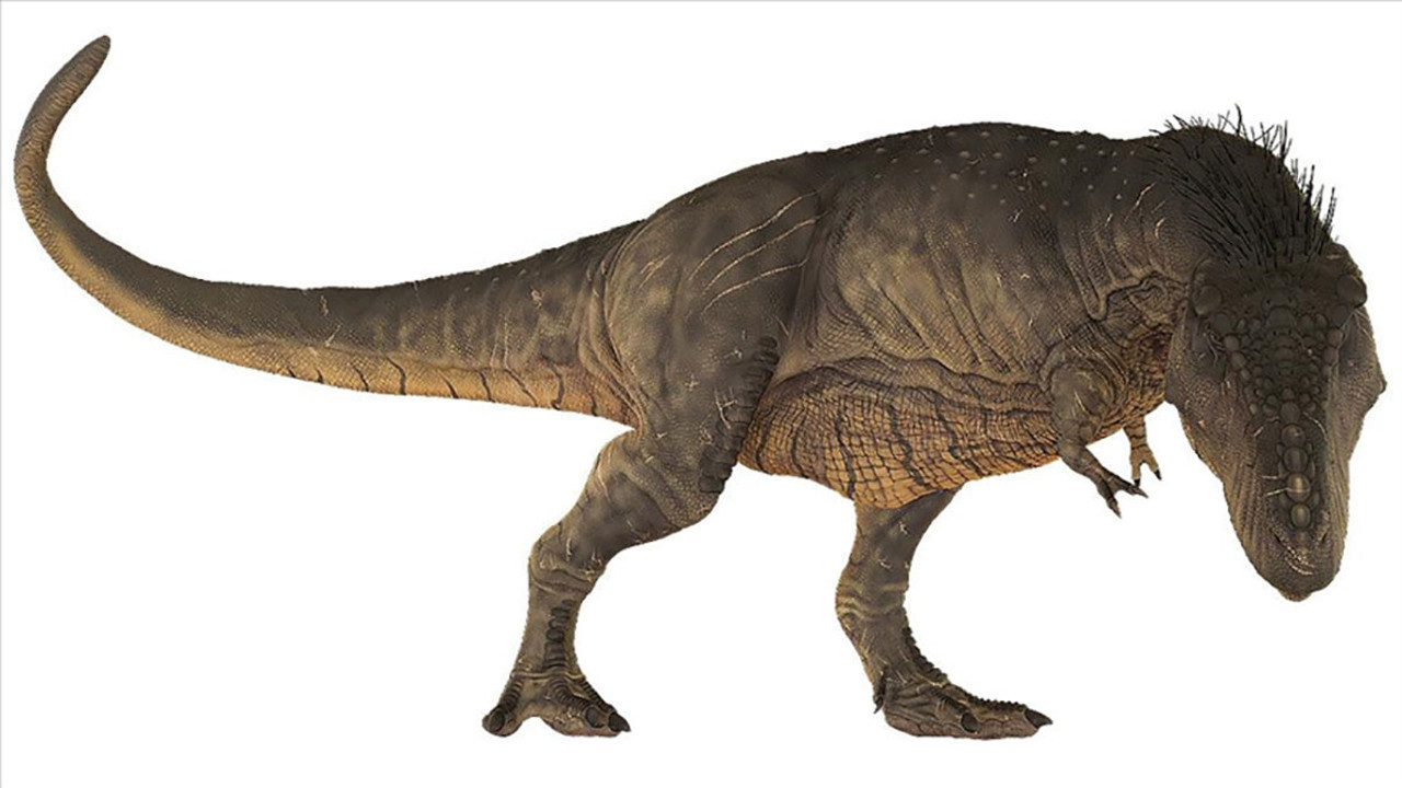 T-Rex dinozorlar ile ilgili yeni keşif