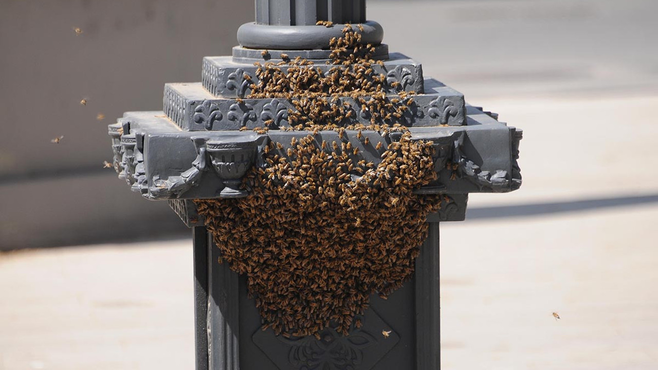 Saat kulesini istila eden arılar görenleri tedirgin etti