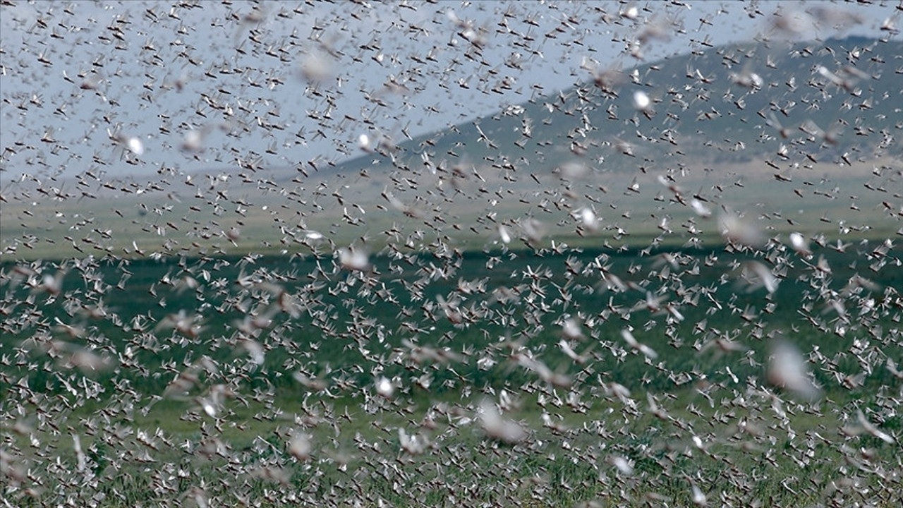 Yeni tehlike kapıda sayıları hızla artıyor. Askeri helikopterle müdahale edilecek