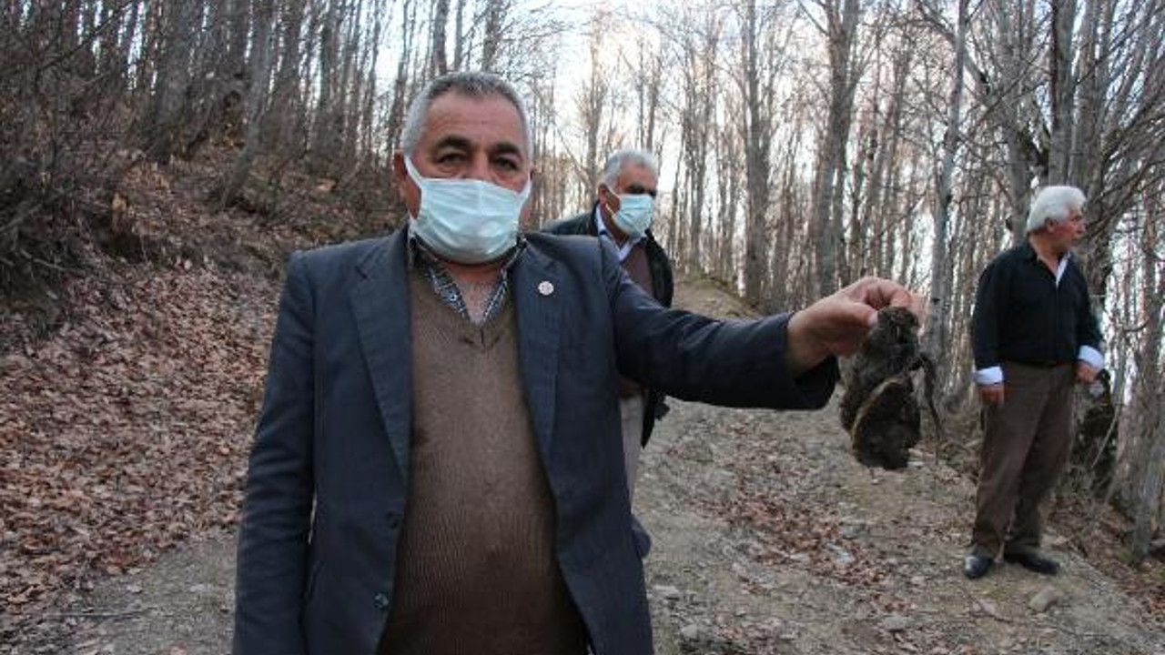 Köy suyunda büyük skandal. Ağacın gövdesine not kazıdılar
