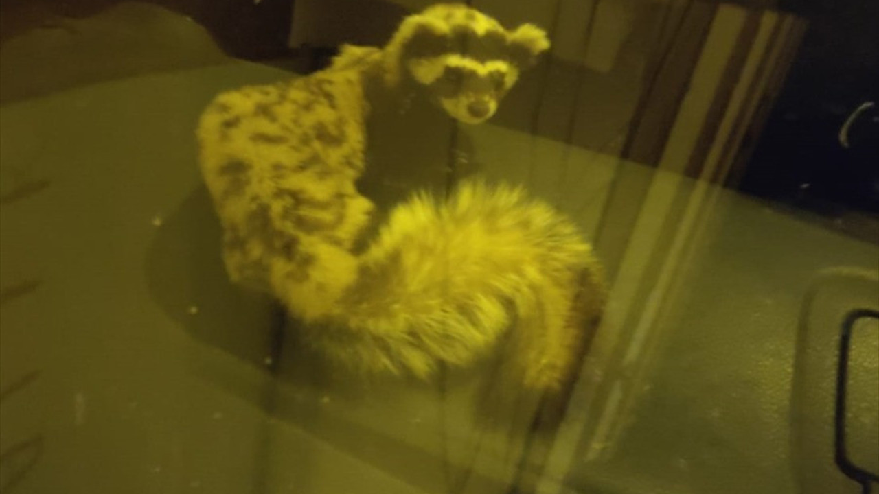 Çiftçi arabadan gelen sesle farkına vardı! Gördüğü karşısında heyecandan duramadı