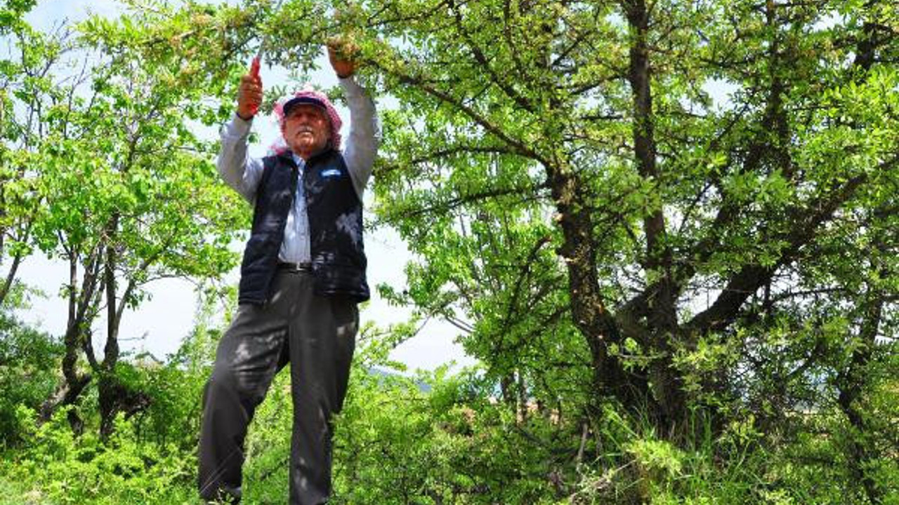 Dağ tepe dolaşıp ağaçları aşılıyor