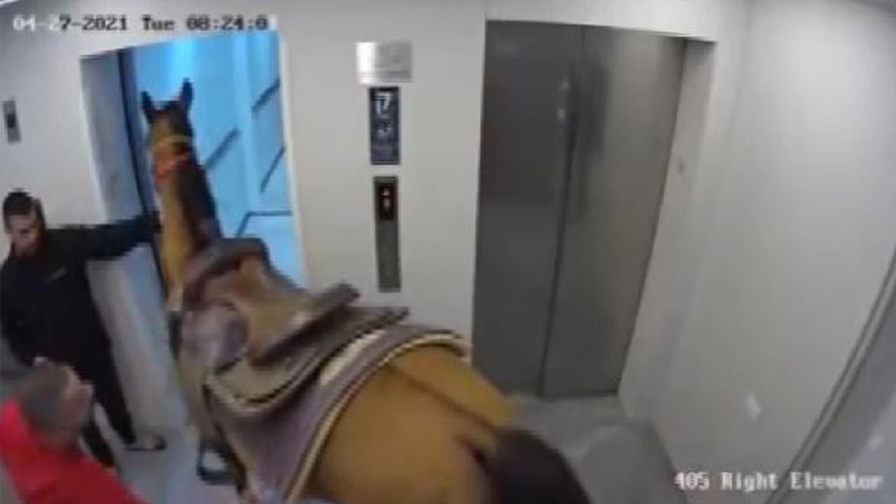 Yuh artık. Atı asansöre bindirmek istediler. Gerekçesi şaşırttı