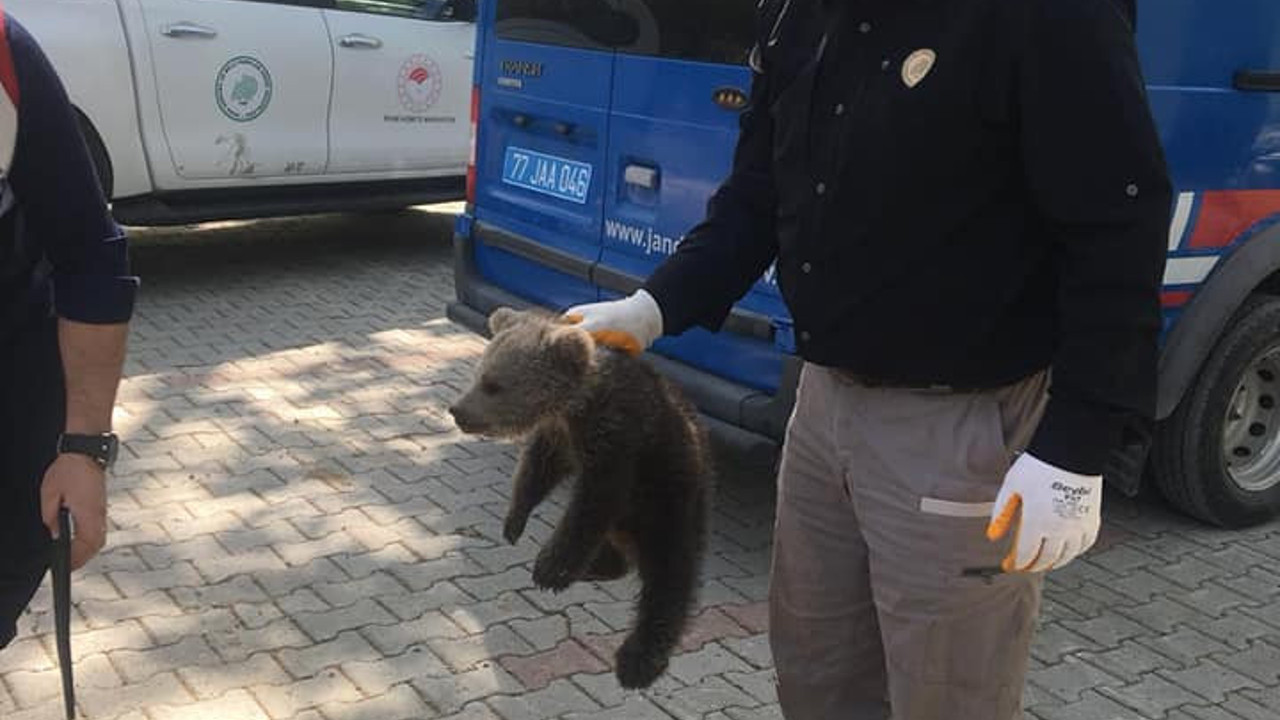 Ormanda bulunan yavru ayı koruma altında
