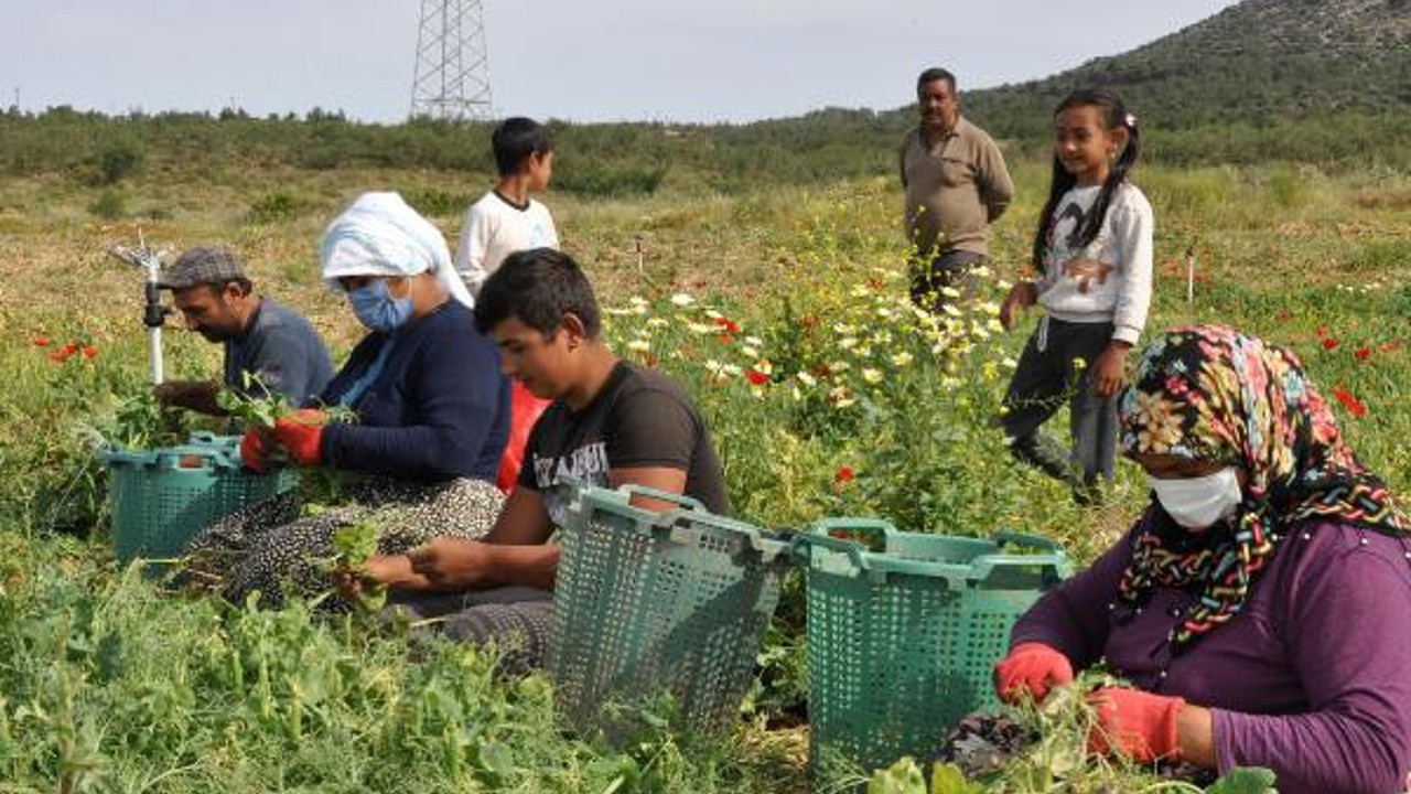 Tarım işçilerinin erkenci bezelye mesaisi