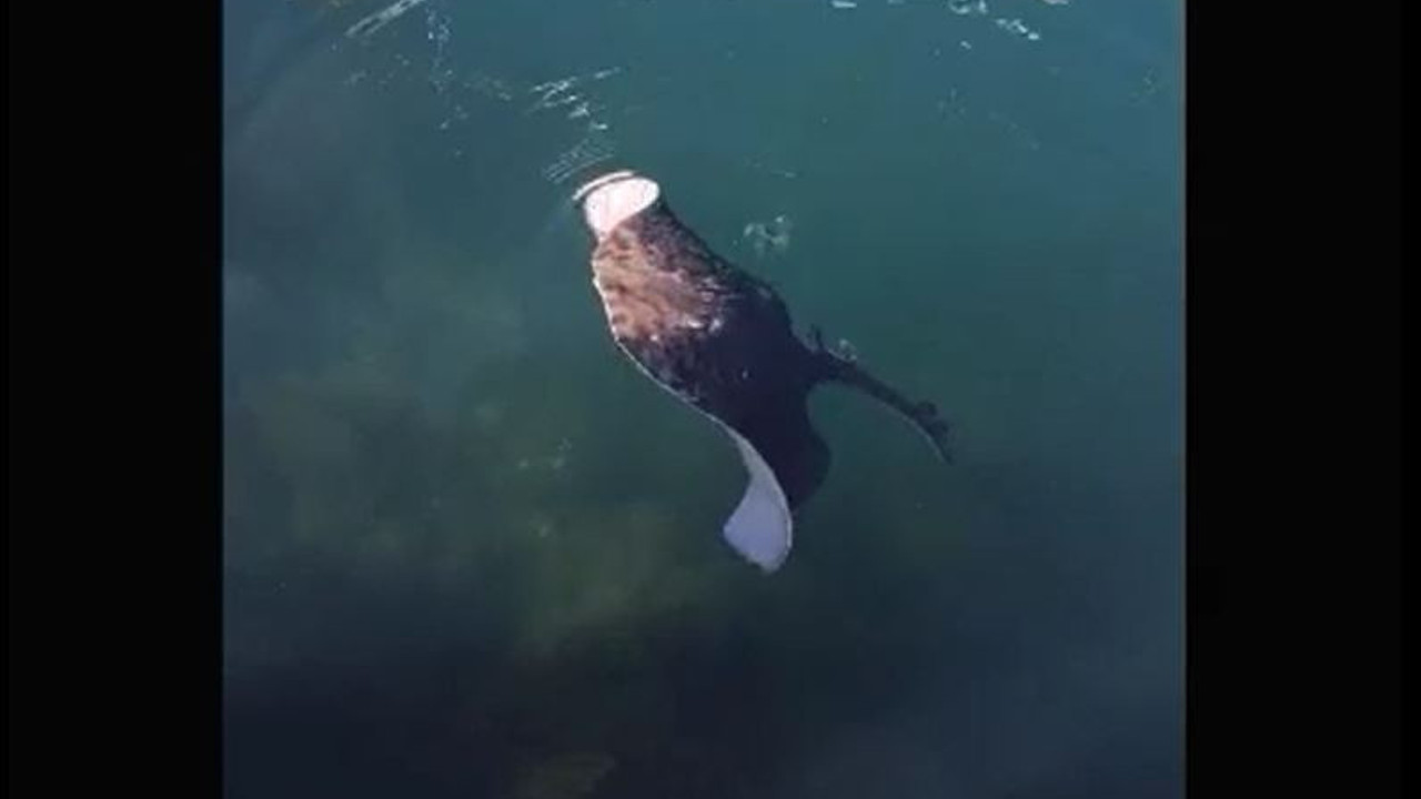 Dip balığı insanlara bir şey anlatmaya çalışıyor. Marmara’da neler oluyor. Kum üstünde yaşayan balıklar yüzeye çıktı