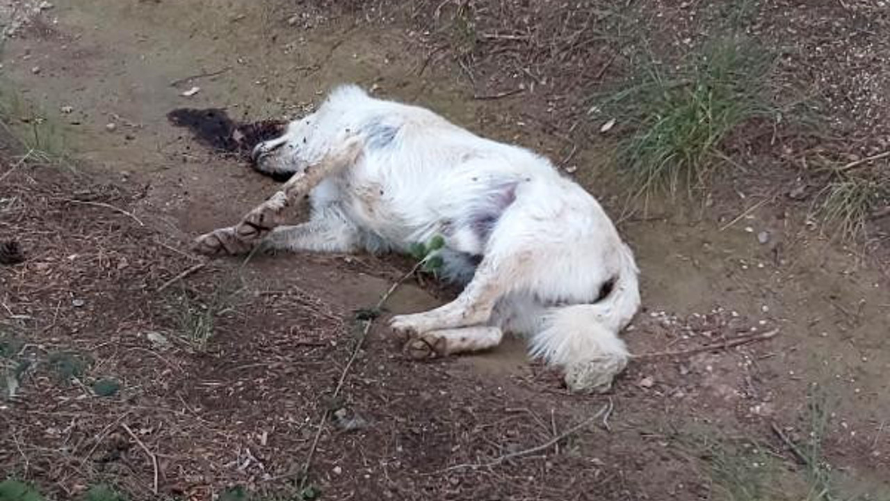 5 sokak köpeği zehirlenerek öldürüldü
