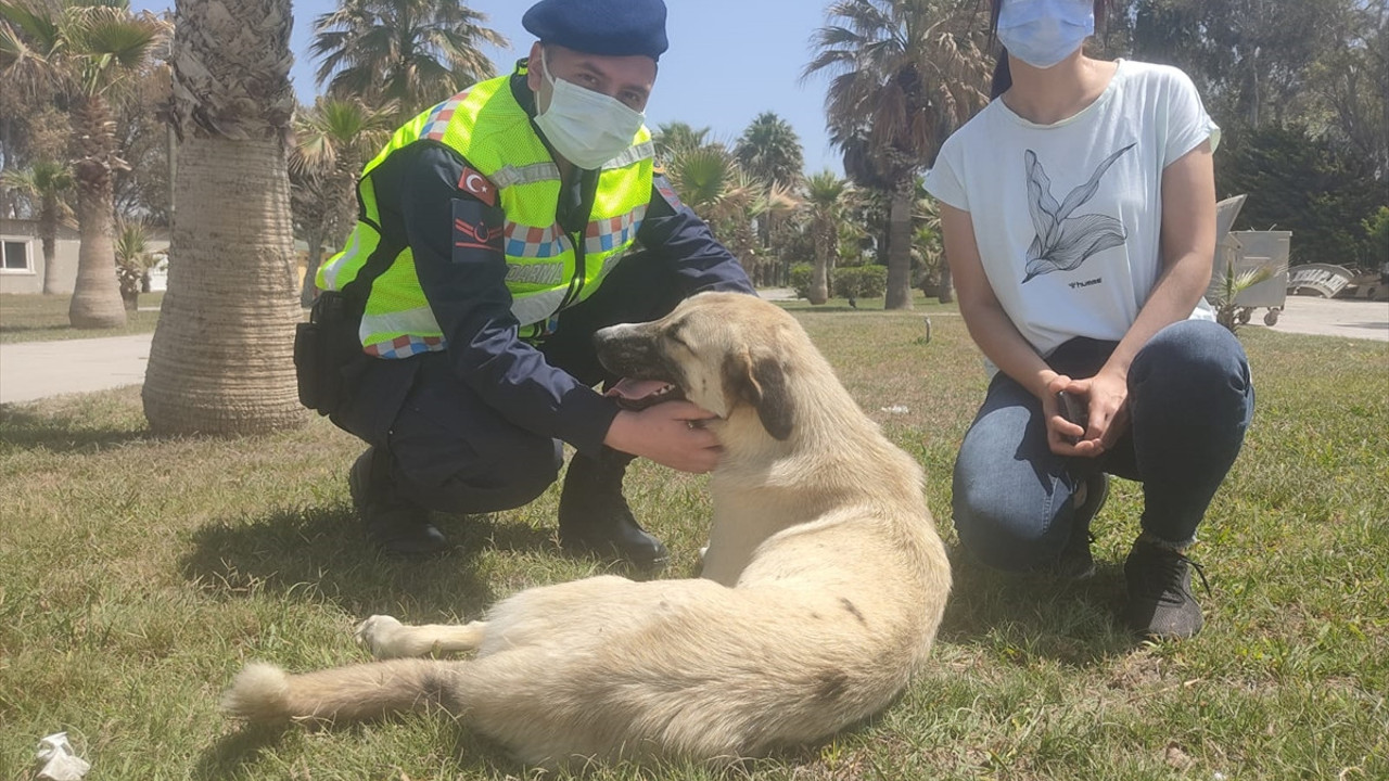 Hatay'da sokak hayvanlarına jandarma şefkati