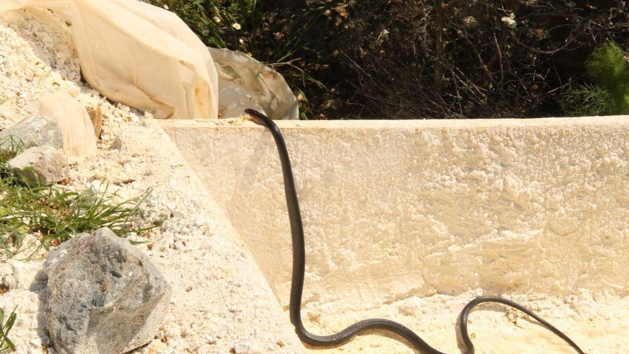 Kuşadası'nda büyük panik. Her yerden çıkmaya başladılar