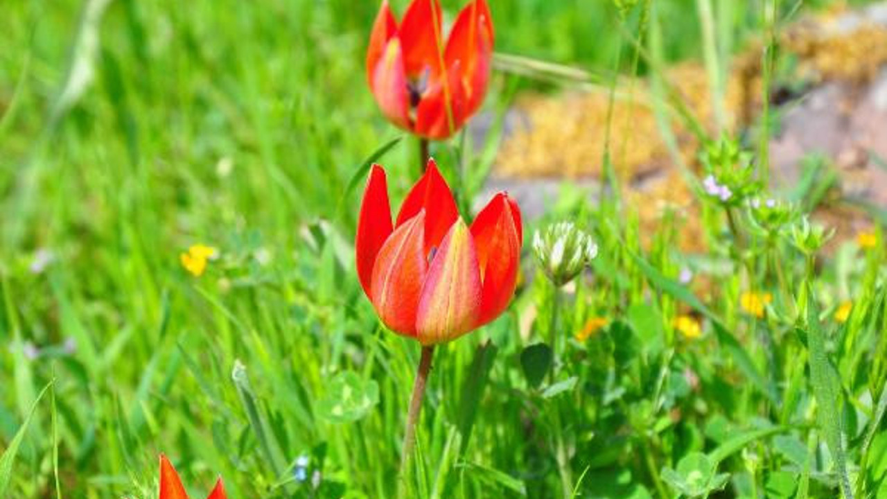 Bu çiçeği kopartan yandı. Cezası dudak uçuklatıyor