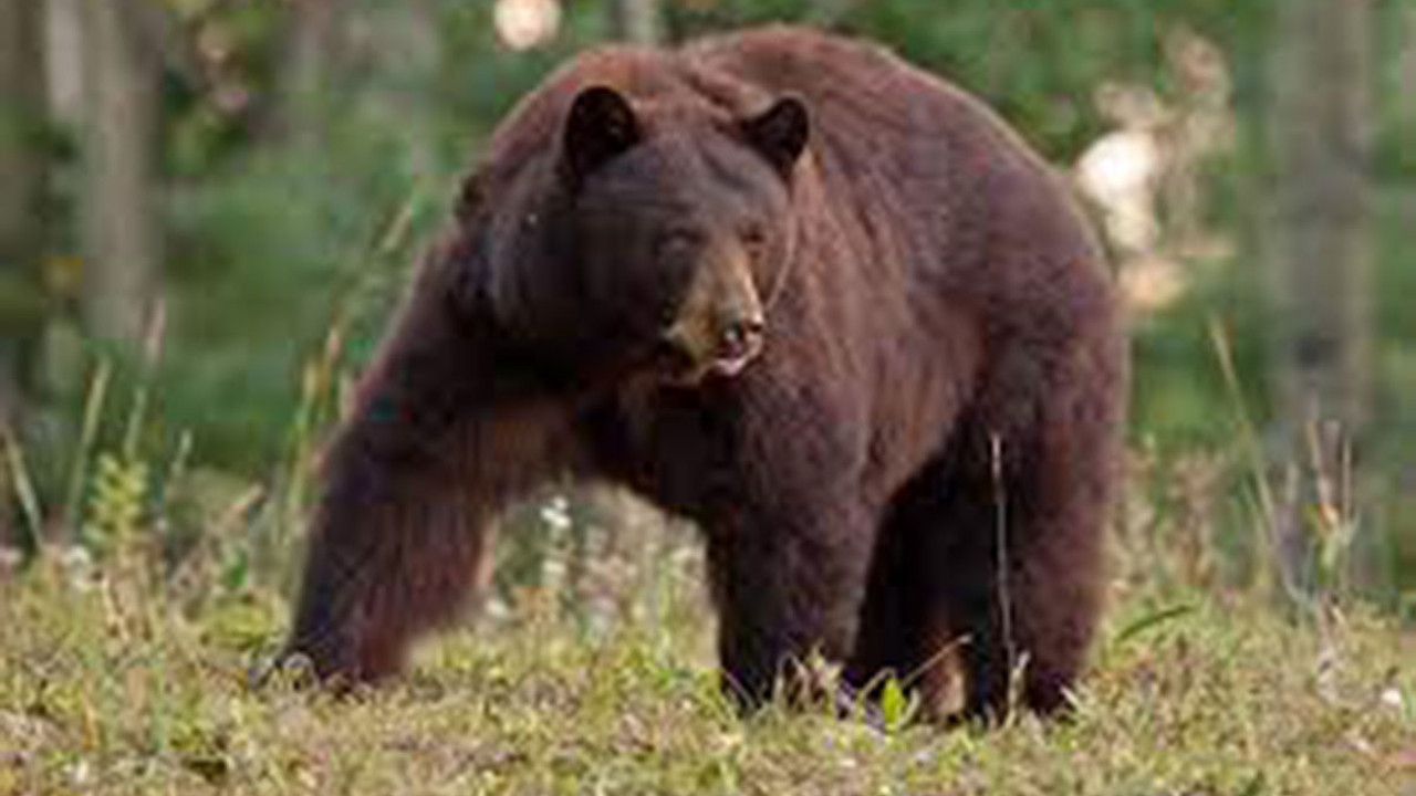 Köpeklerini gezmeye çıkaran kadını ayılar yedi. İnsan kalıntıları bulundu
