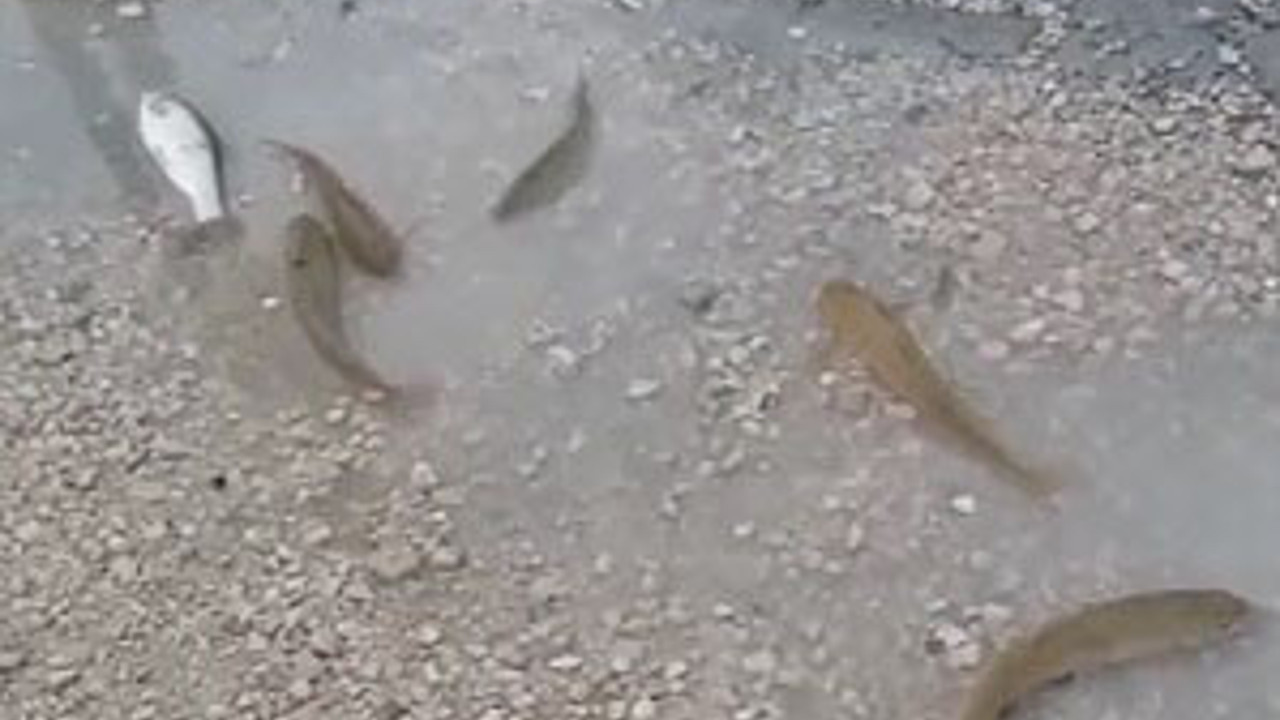 Dere taştı, balıklar yola sıçradı