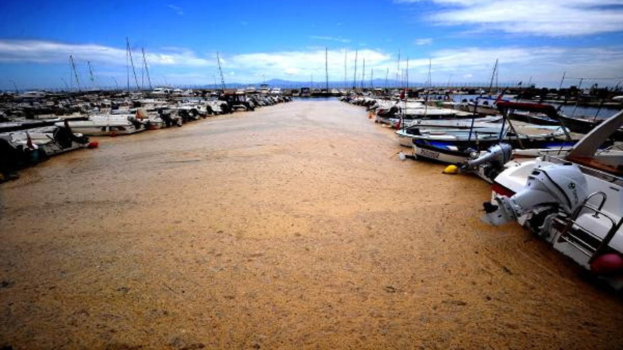 Marmara'yı saran deniz salyası Mudanya'yı sardı