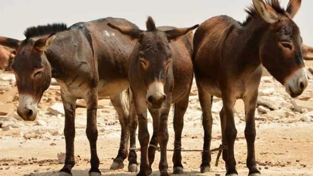 Kenya'da mahkeme eşek kesimi yasağını kaldırdı