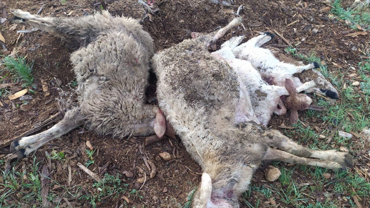 Ağıla giren kurtlar 10 kuzu ve 4 koyunu öldürdü