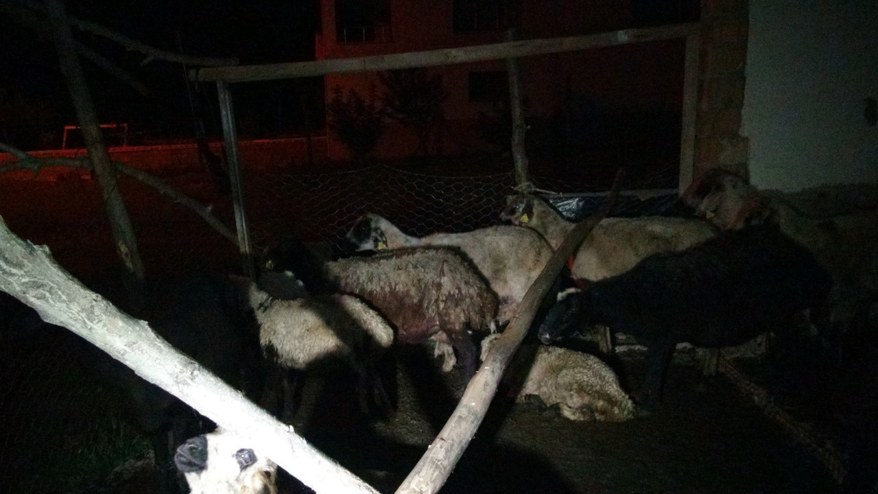 Malatya'da başıboş köpekler 12 koyunu öldürdü! Köpek dehşeti, ya karşılarına insan çıksaydı