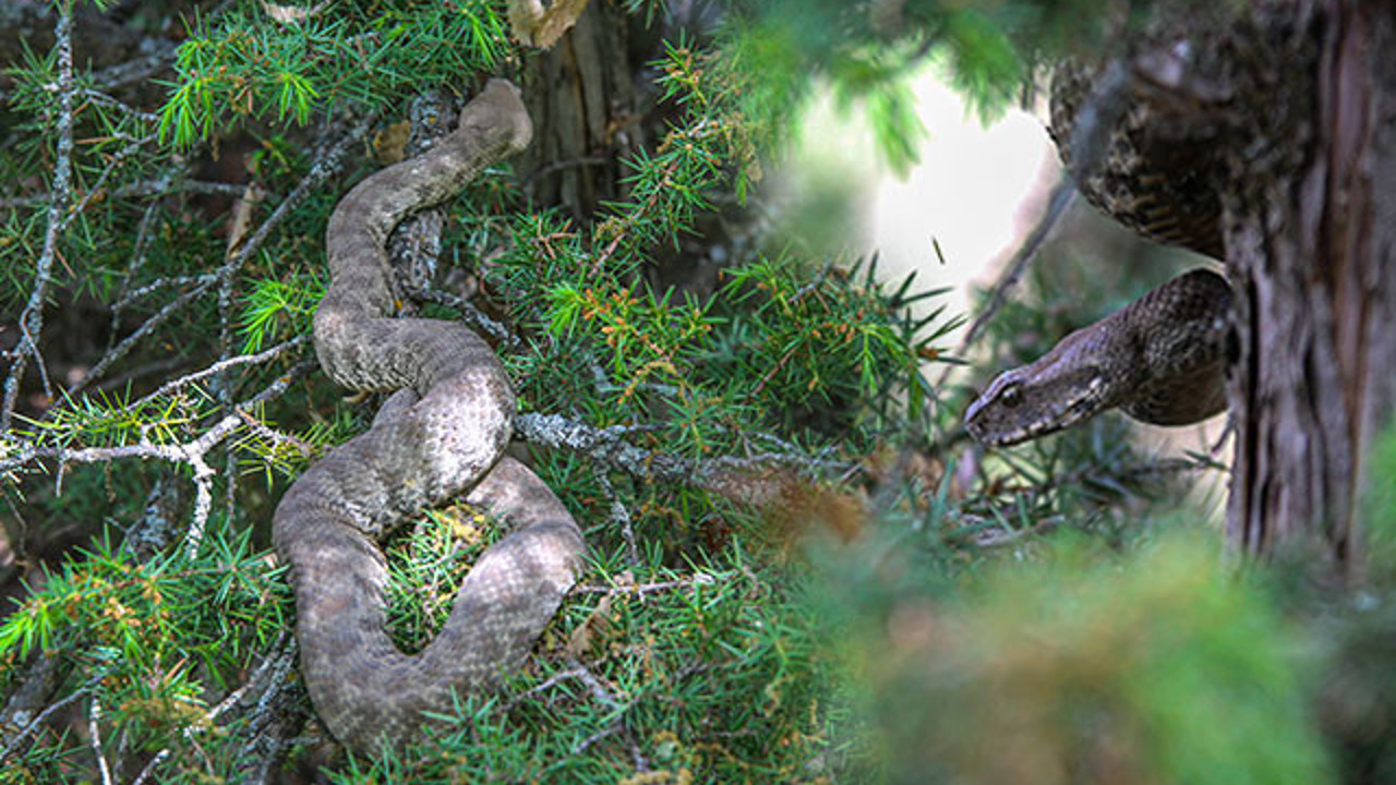 Isırması ölüme kadar götürüyor. Tunceli'de köy sakinleri tarafından fark edildi. Yetkililerden çok dikkatli olun çağrısı