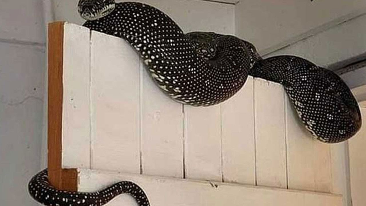 Çamaşırların arasından 3 metre uzunluğunda yılan çıktı