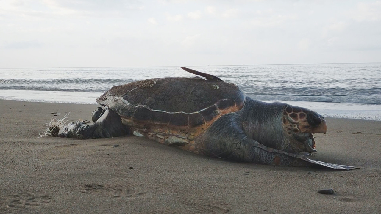 Akdeniz'de ölüm tuzağı. Antalya'da deniz kaplumbağalarının neden öldüğü belli oldu