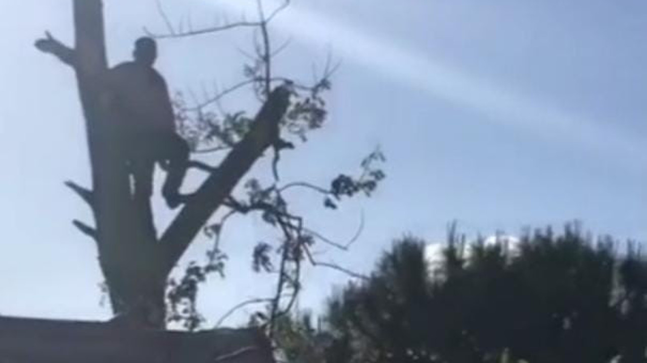 Silivri'de budamak için çıktığı ağaçta mahsur kaldı. Nasreddin Hoca göre kıskanırdı