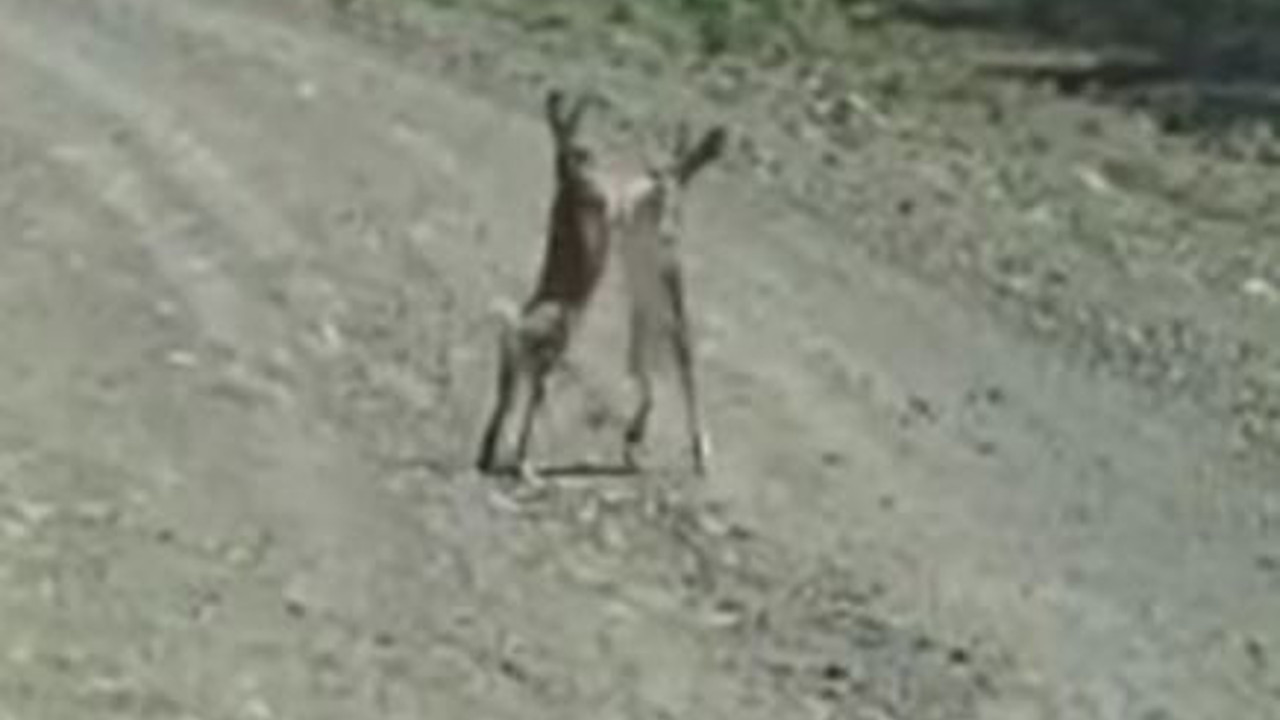 Mevzu kız meselesi. Sivas'ta 2 tavşan boksör gibi kavga etti