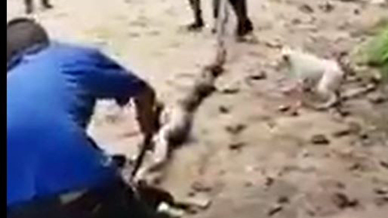 Uzak Doğu'da köpeği yılanın ağzından ormancılar kurtardı. Yutmaya hazırlanıyordu. O anlar kamerada