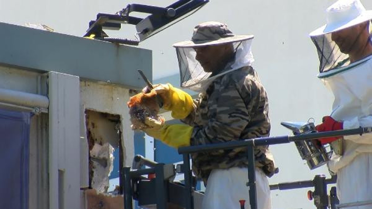 Duvarlar çekiçle kırıldı. Okulu arılar bastı gerçek ortaya çıktı