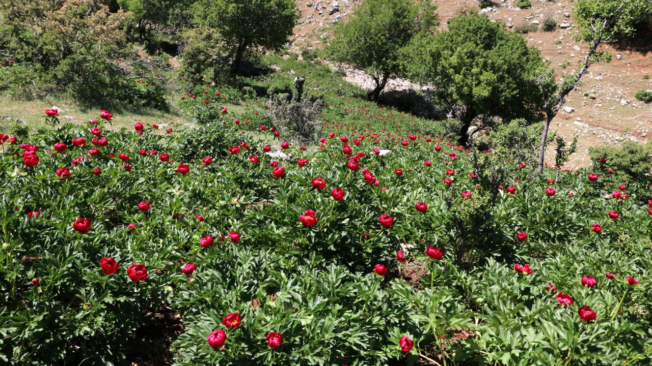 Bu gülü koparmak cep yakıyor