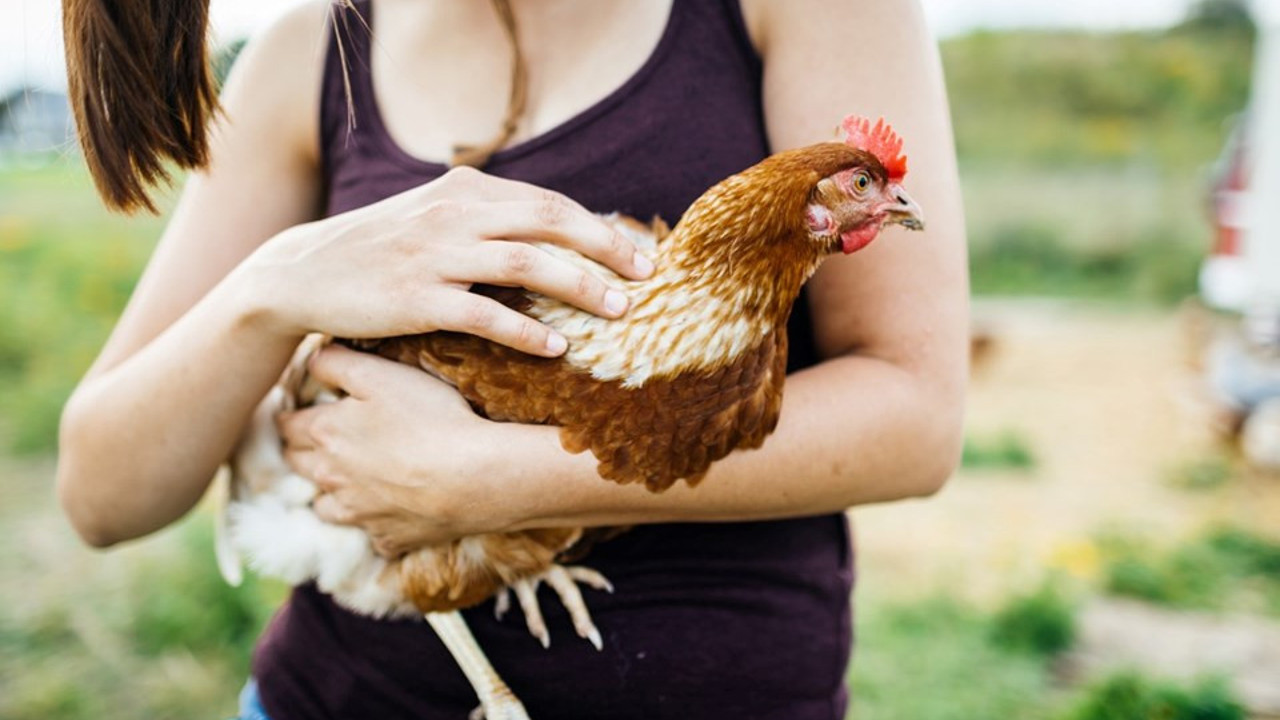 ABD'de yüzlerce kişi hastalandı tavuklarla ilgili kritik uyarı geldi