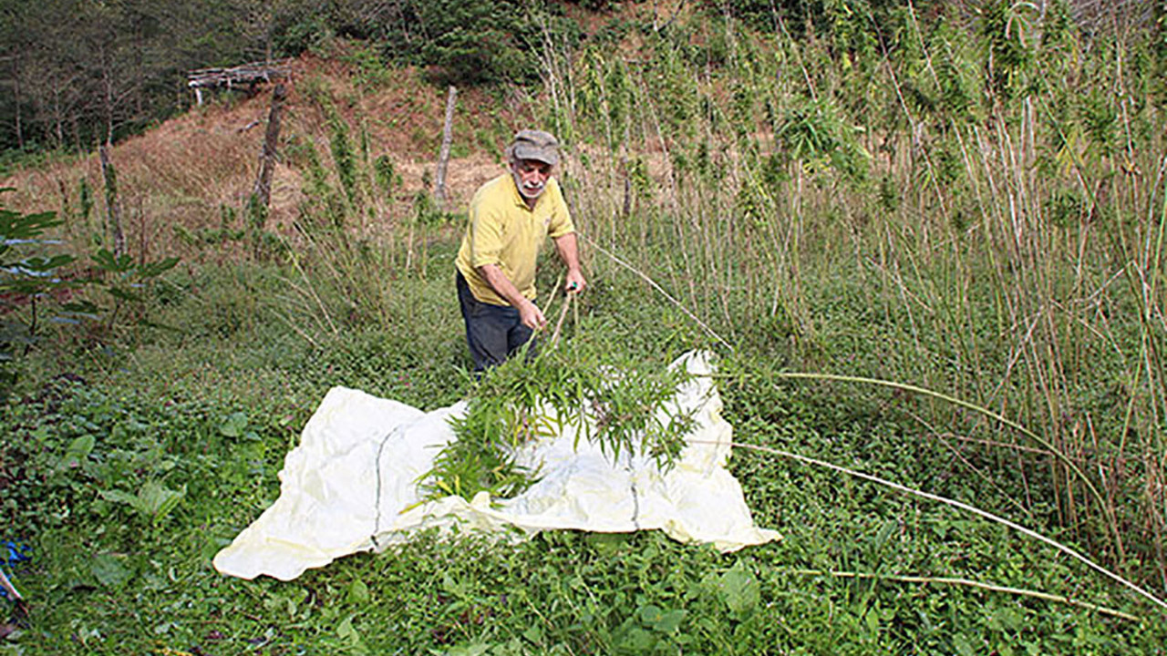 Kenevirden iplik üretimi patladı