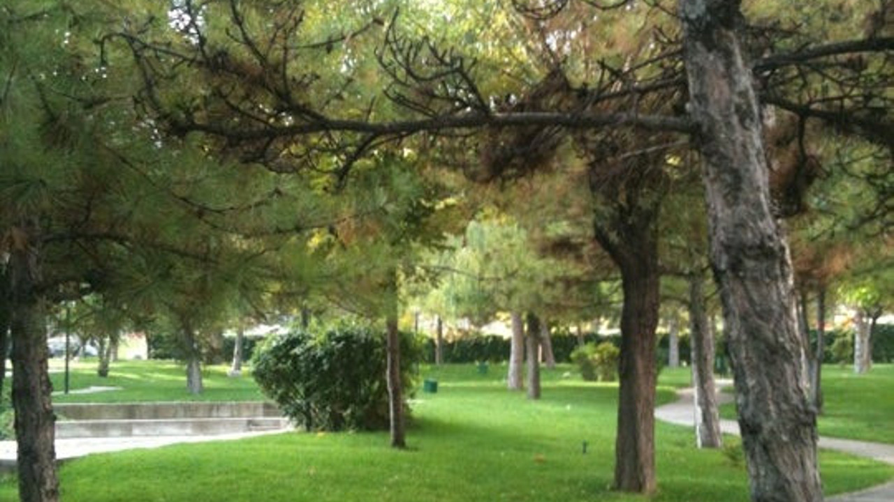 64 ağaç katledildi