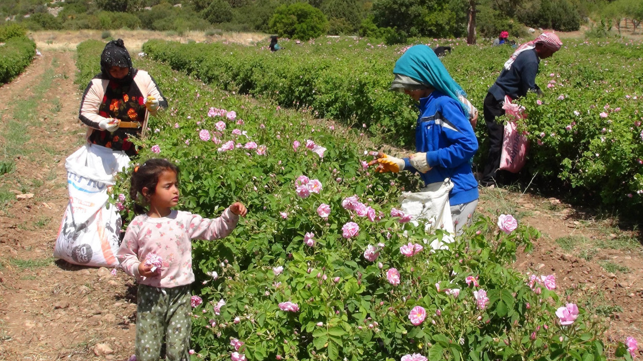 Psikolojiyi düzeltiyor litresi 70 bin TL'ye satılıyor