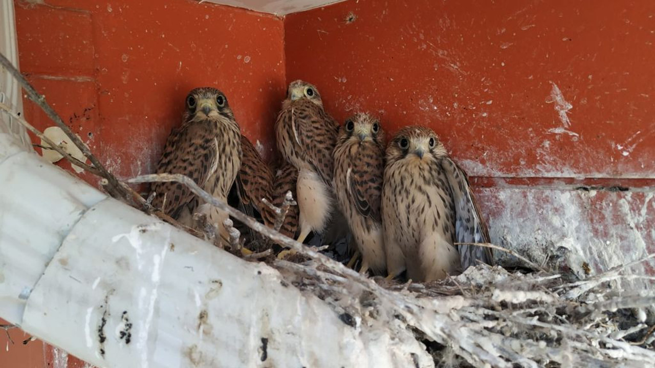 Çatıdan düşen şahin yavrularını itfaiye yuvalarına koydu