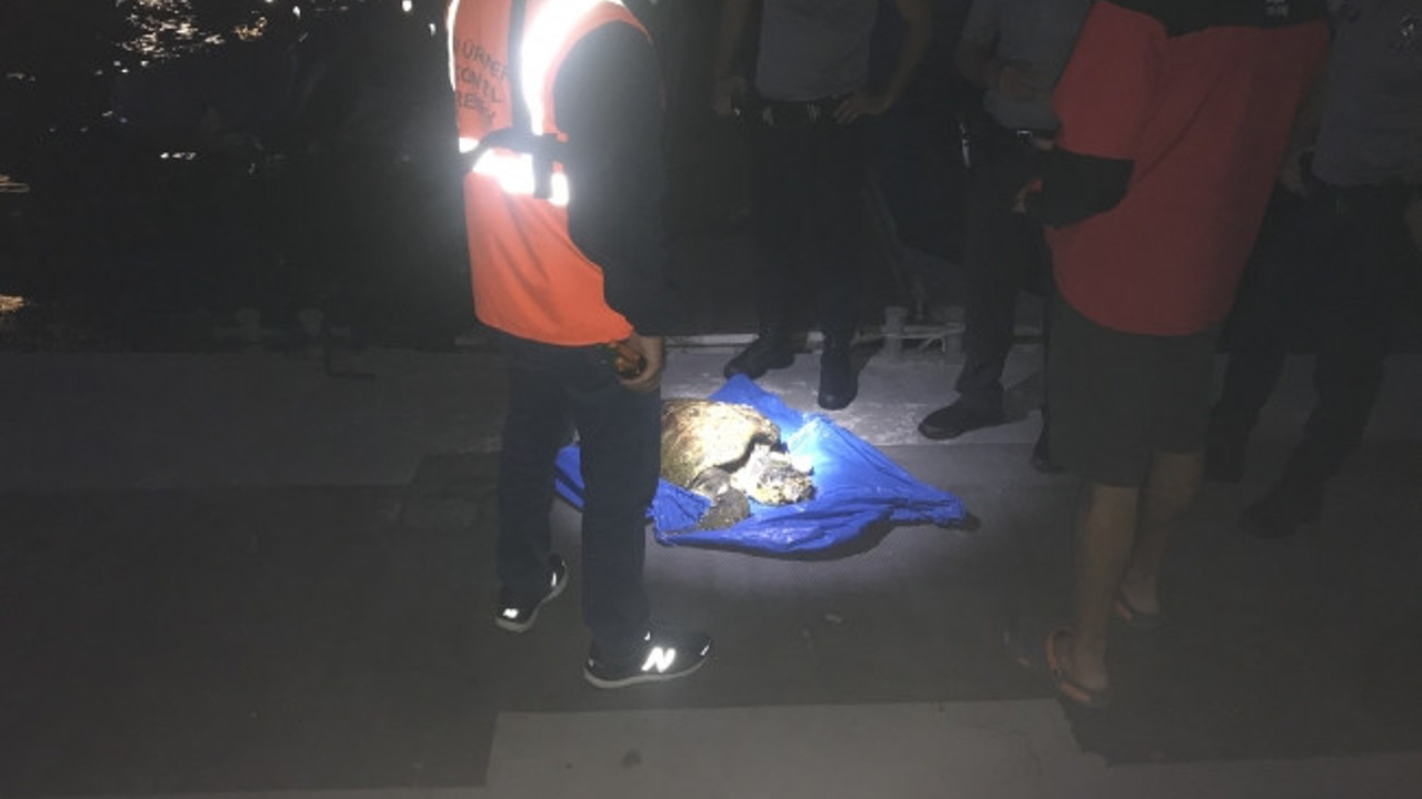 Yaralanan deniz kaplumbağası kurtarıldı