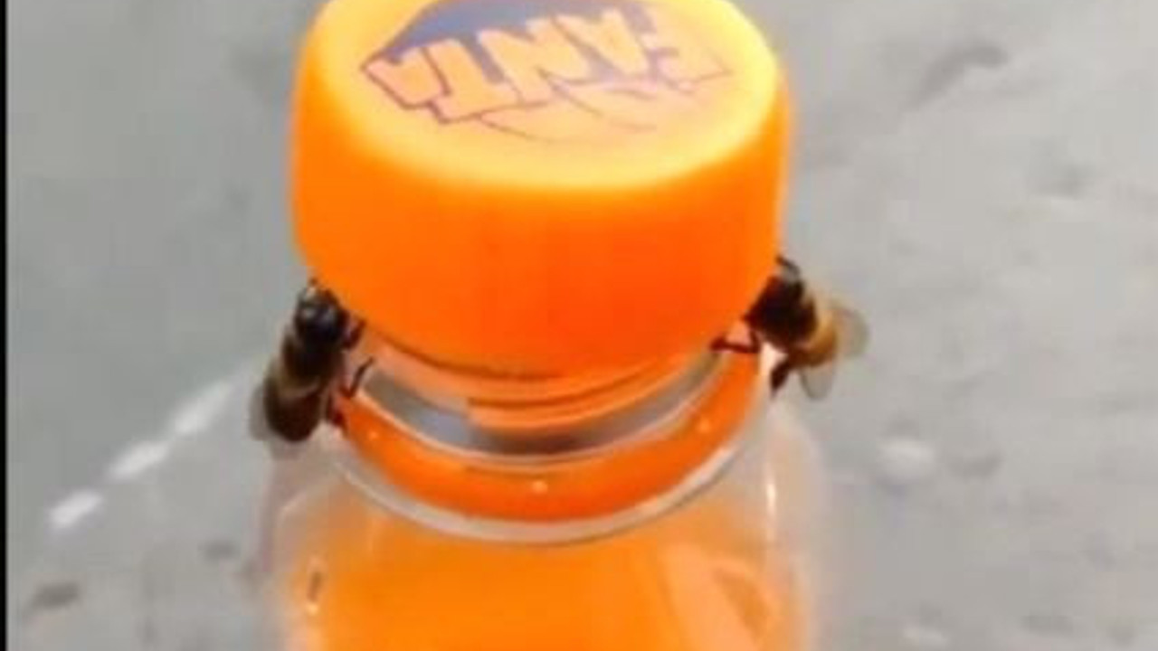 Arılar gazoz çalmak için iş birliği yaptı. Döndüre döndüre kapağı açtılar