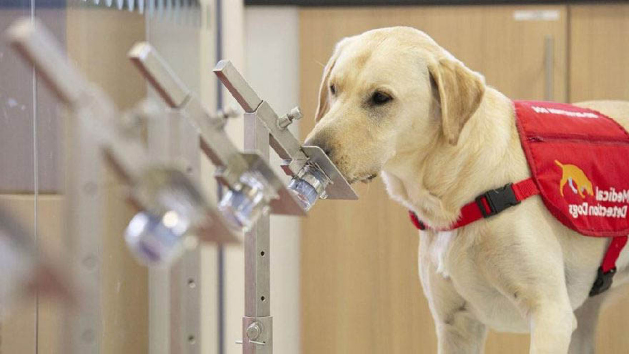 Korona virüsü koklayarak buluyorlar