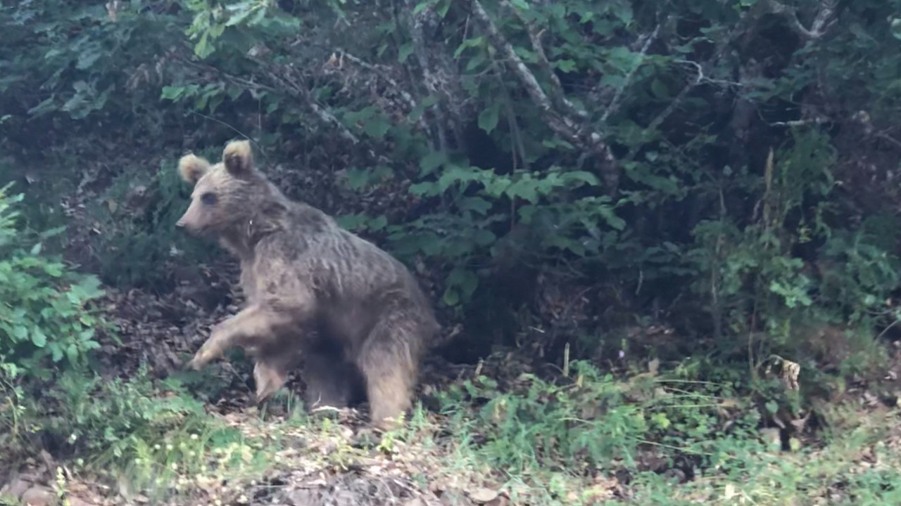 Trabzon'daki köylerde kapı pencere kıran ayılara ilginç çözüm