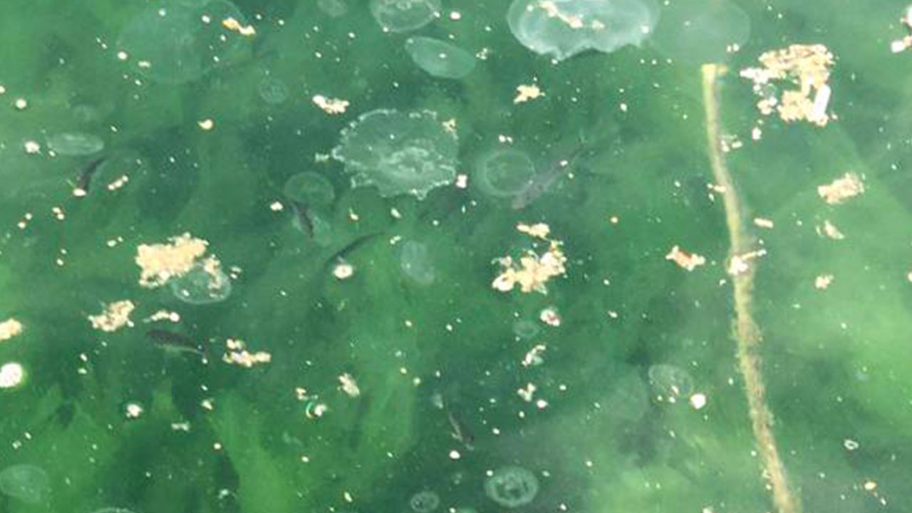 Marmara Denizi'nde korkulan oldu