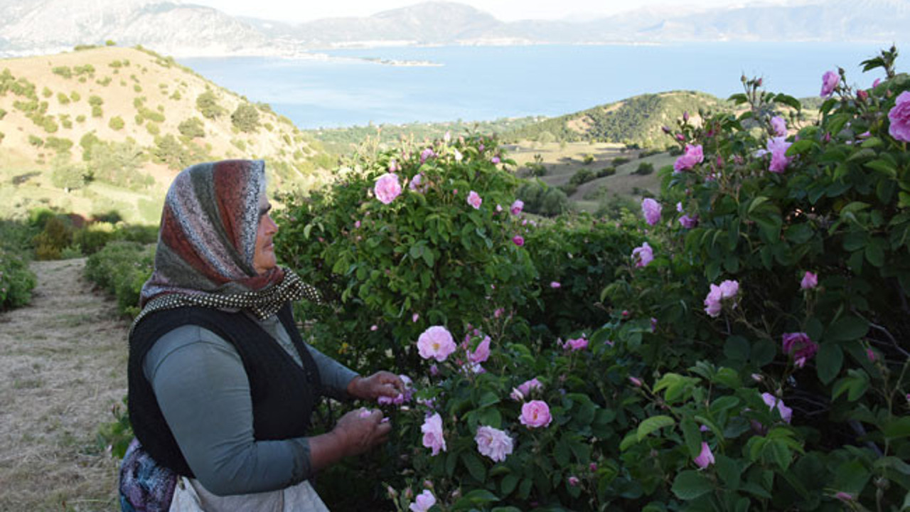 Eğirdir Gölü manzaralı bahçelerde bu yıl gül çiçeği verimi azaldı