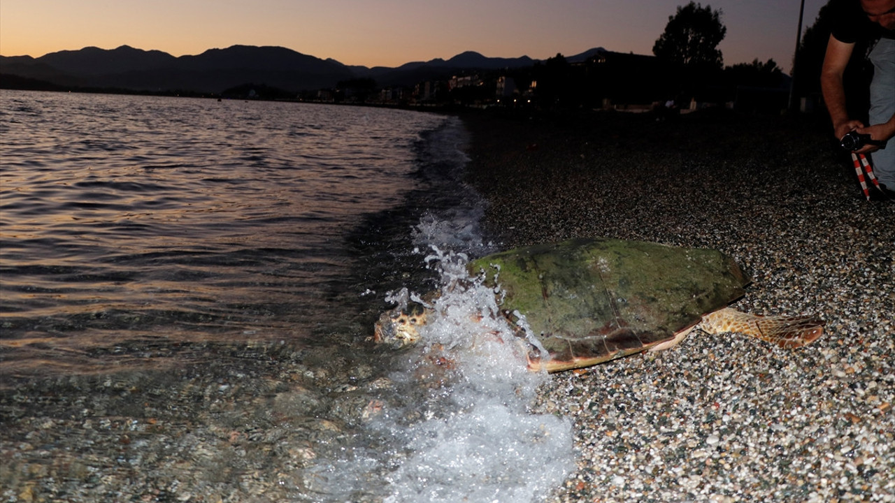 Caretta carettalar için ışık ve şezlong uyarısı