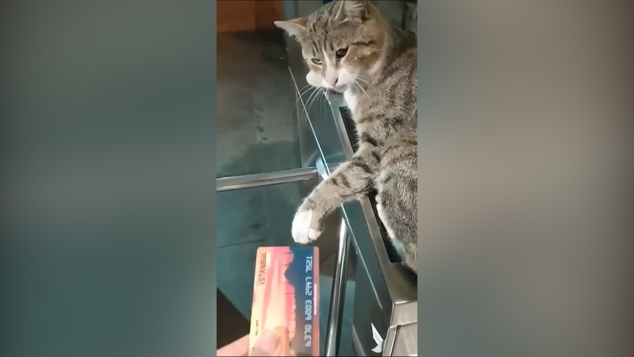 Sosyal medyada gündem oldu. Yolculara kedi müdahalesi