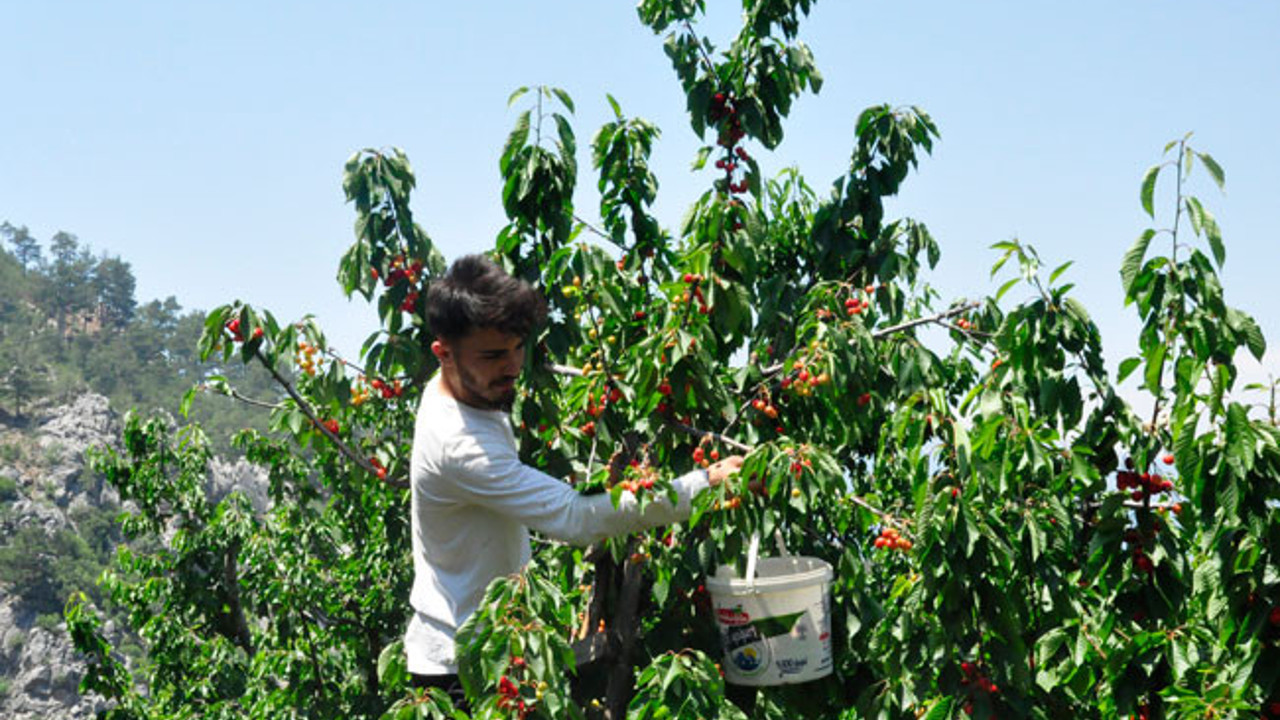 17 yıl önce dikilen fidanlar, ihracat kapısı oldu