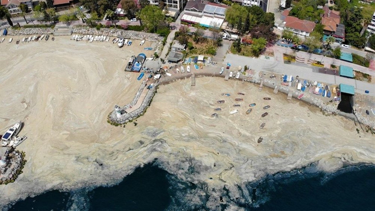 Deniz salyası ilk nerede görüldü ve nasıl oluşuyor