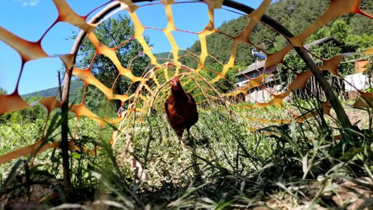 Kimin aklına gelir ki tavuk tüneli