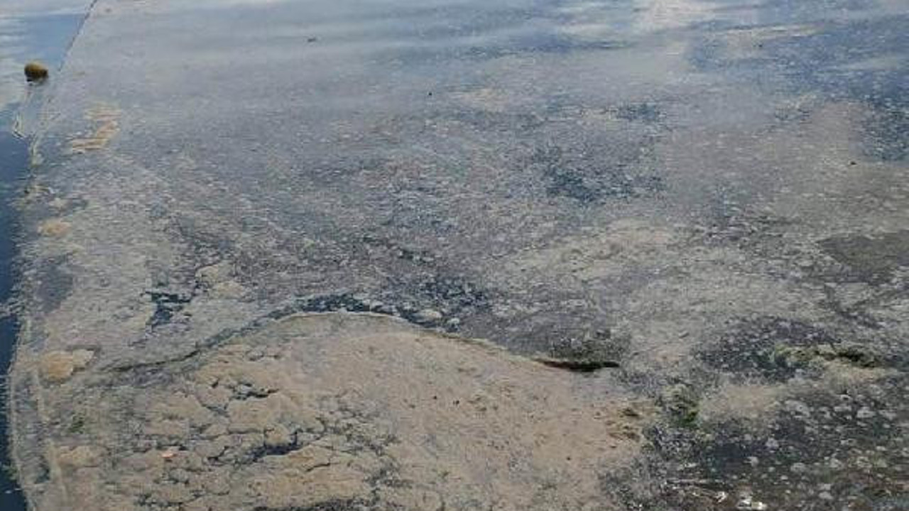 Deniz salyası Karadeniz’de de görüldü